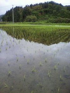 4646180470_a4bae90401_o