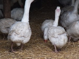 雄は雌に乗っかってツツクそう。 なので後頭部禿げてるのがお母さん。